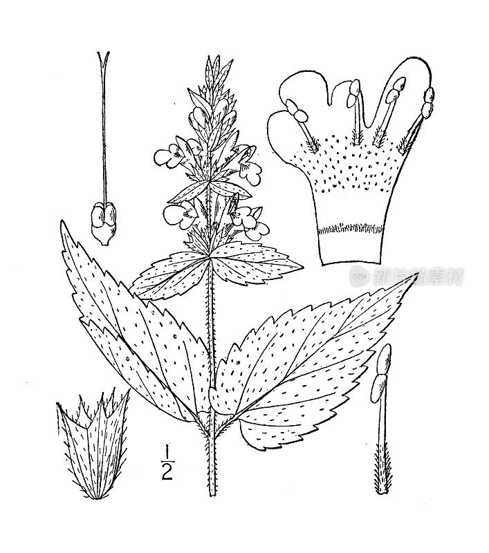 古董植物学植物插图:Stachys aspera，粗糙的篱荨麻